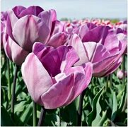 Piano storia balcone tulipani bulbi amazon Premier Obiezione segretario