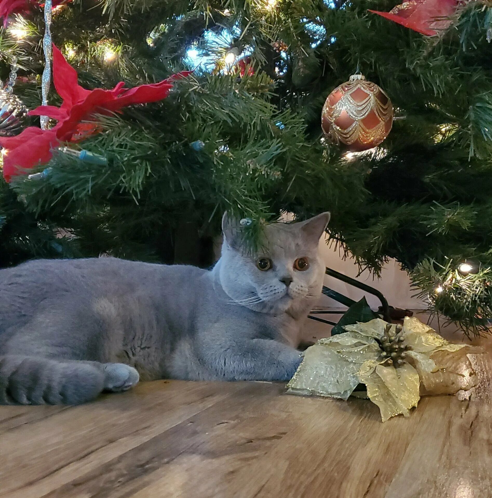 Фото новогоднего кота