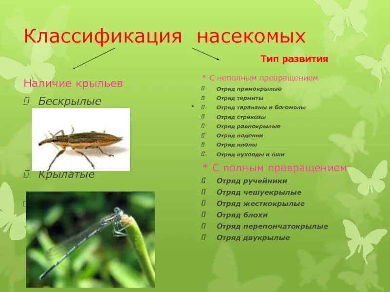 Полное превращение насекомых таблица. Отряды насекомых. Систематика насекомых. Отряды насекомых с превращением. Отряды насекомых с полным превращением.