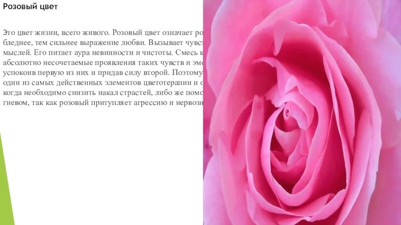 Что означает розовый цвет. Розовый цвет значение. Розовый цвет значение цвета. Розовый цвет значение в психологии.
