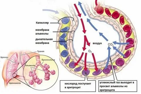 Альвеола процесс