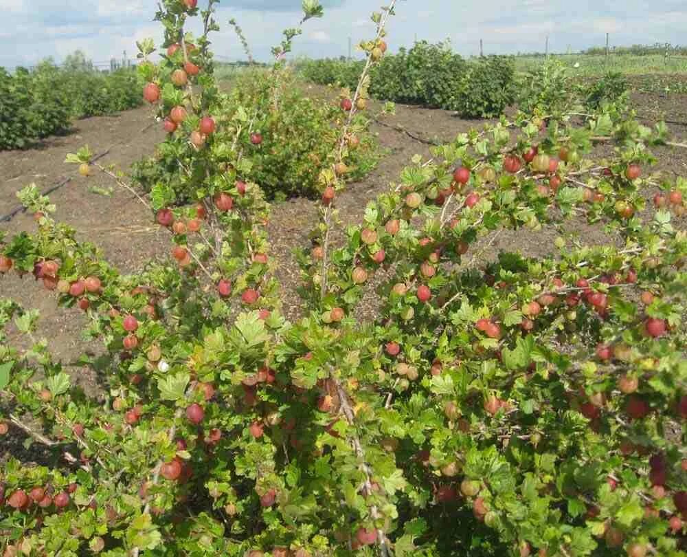 Крыжовник Крым. Крымский крыжовник. Саженцы Симферополь Булдане. Крыжовник купить саженцы в интернет магазине. Из 300 саженцев крыжовника в среднем