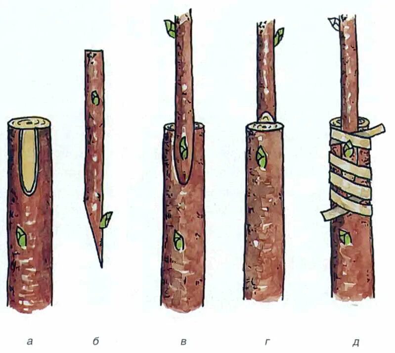 Прививка яблони копулировка. Способы прививки плодовых деревьев окулировка. Прививка растений окулировка копулировка. Прививка черенком привой подвой.