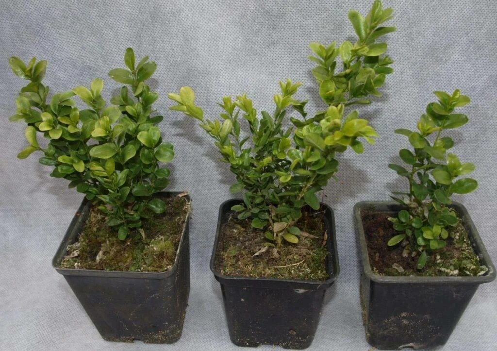 Самшит как ухаживать. Самшит Buxus. Самшит карликовый. Самшит — Buxus colchica. Самшит Дальневосточный.