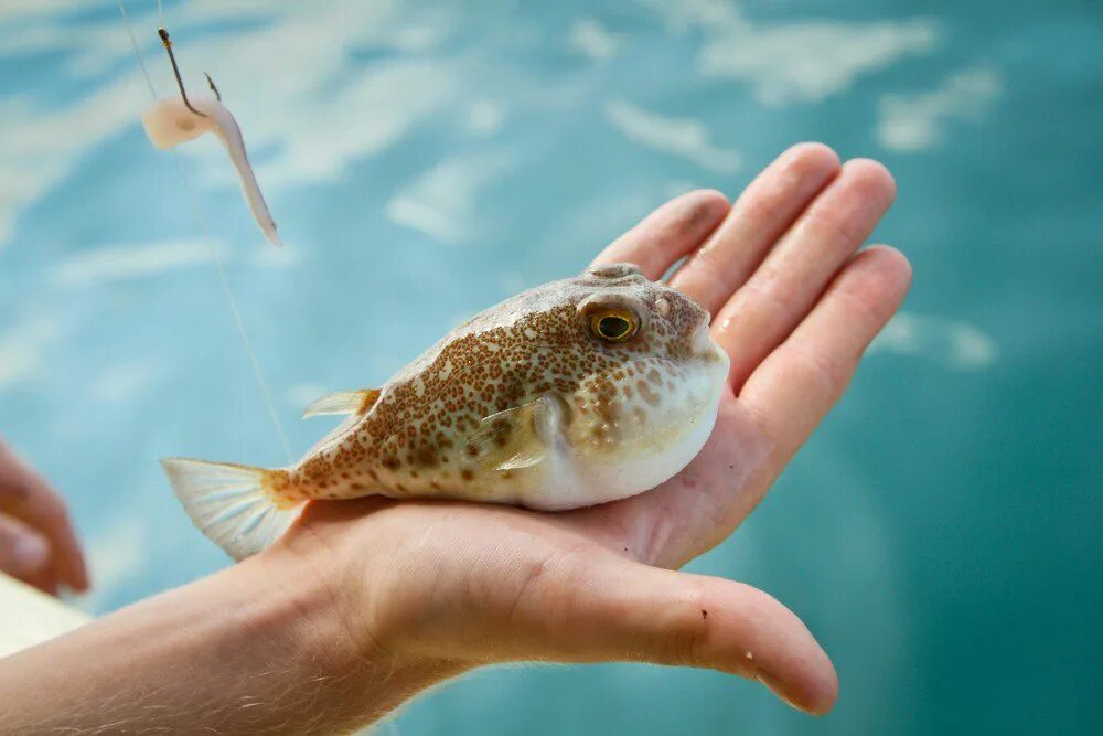 Ocean Creature: Puffer Fish Facts: The Puffer Fish as soon as it is touched it d