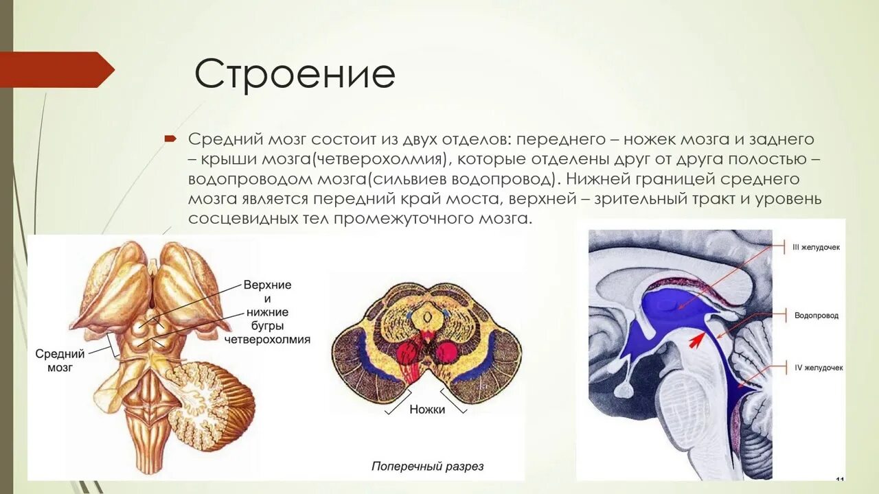 Средний мозг включает в себя