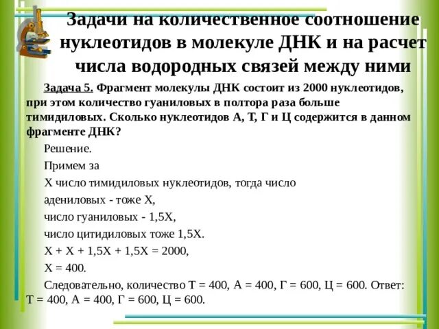 Порядок расположения нуклеотидов в молекуле днк определяет Презентация "Система работы учителя по подготовке к Единому государственному экз
