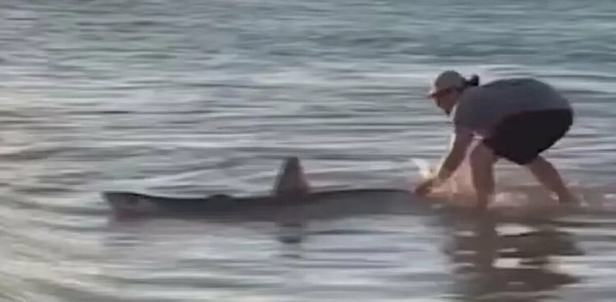 Акула спасла черепаху. Австралия акулы пляжи. Спасение акулы на пляже.