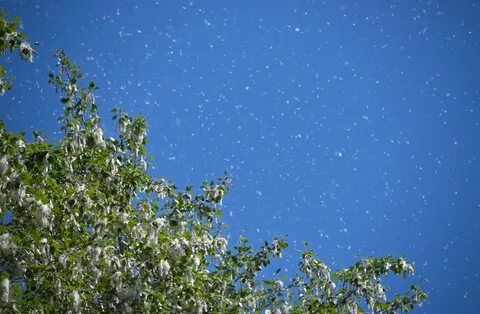 Тополи покрытые росой наполняли воздух нежным ароматом