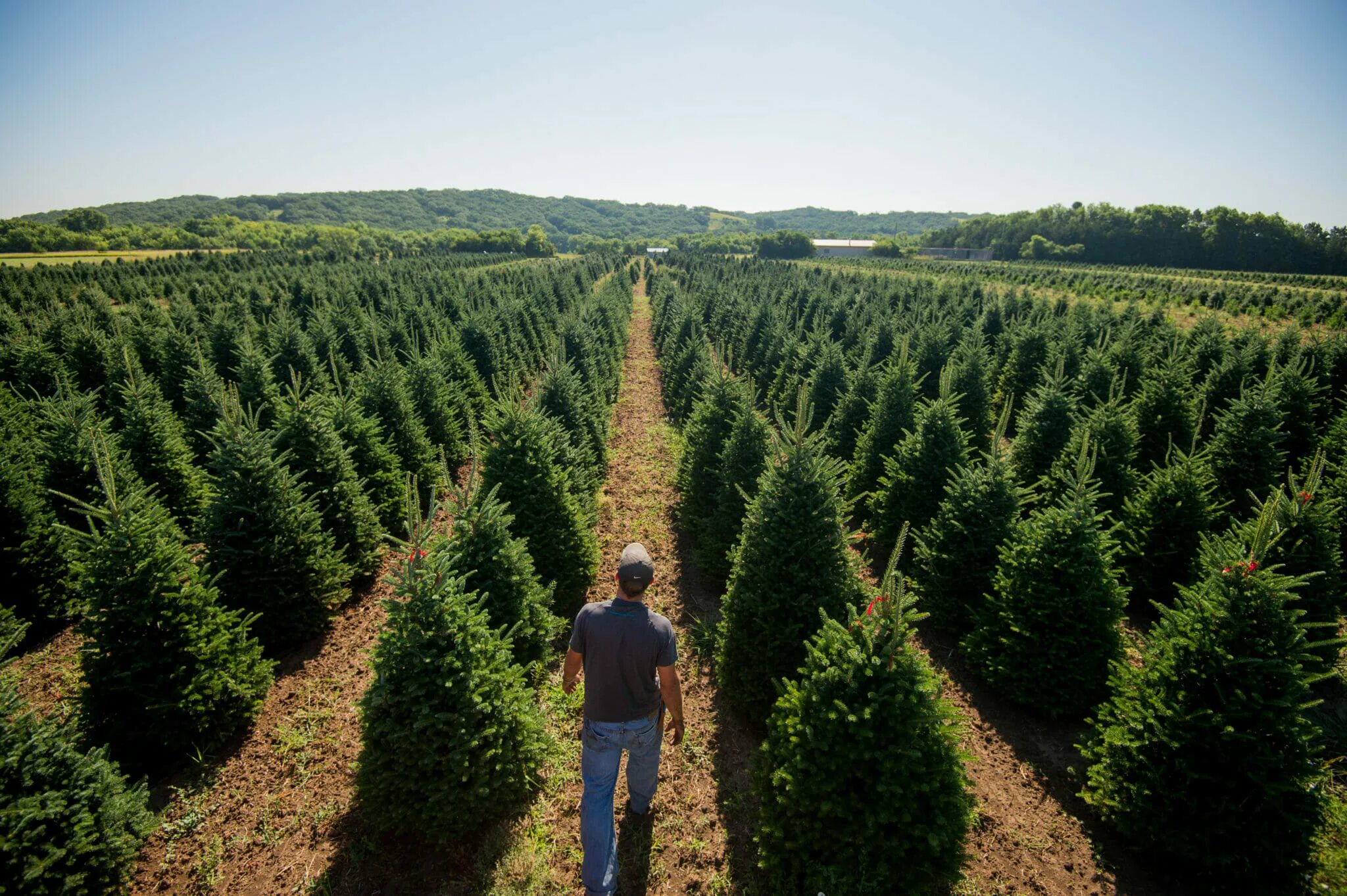Tree farm