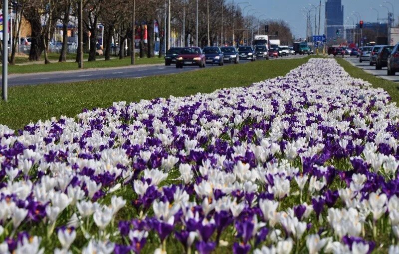 Местоположение крокуса в москве. Куртины крокусов. Музеон крокусы. Крокусы парк Горького. Щецин город крокусы.