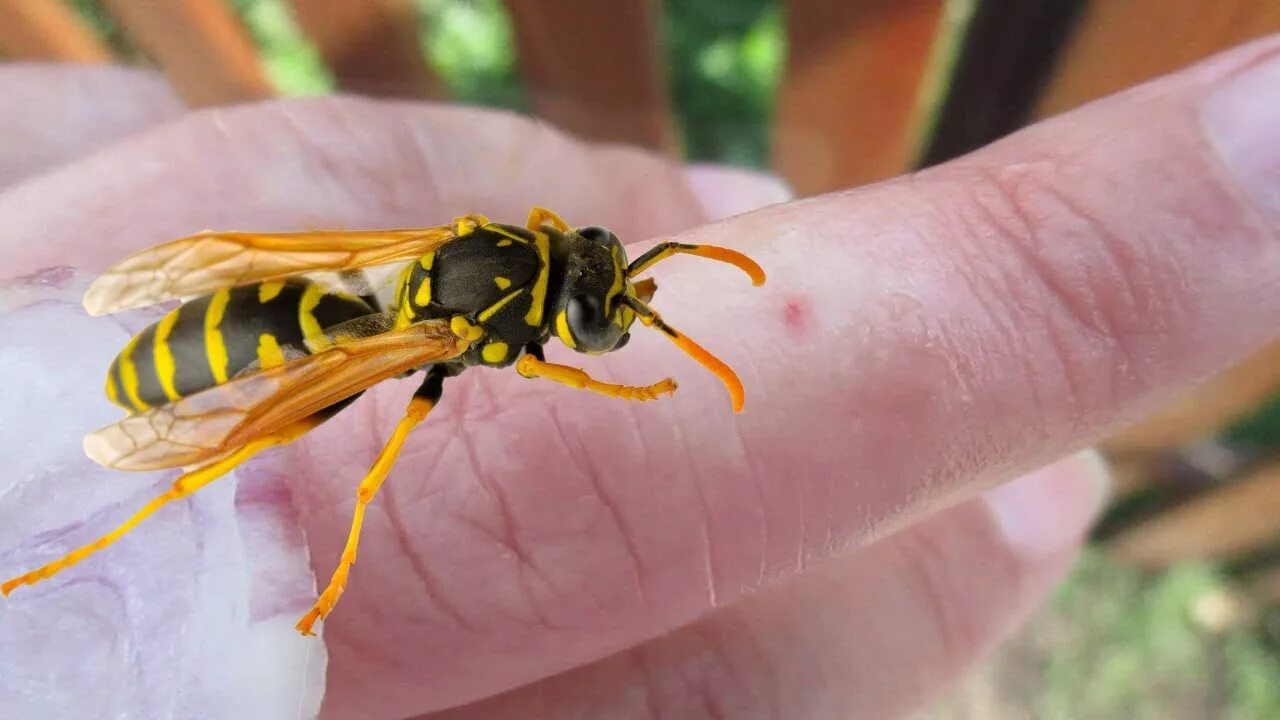 шершень и оса. шмель оса шершень. укус шершня обыкновенного. шмель пчела оса шершень укусы. шмель пчела оса шершень жалит.