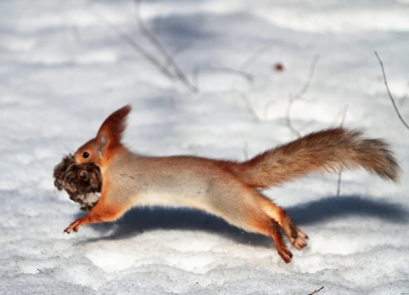 Черноухая белка. Белка хищник или нет. Белка хищник. Белки хищники. Белки хищники.