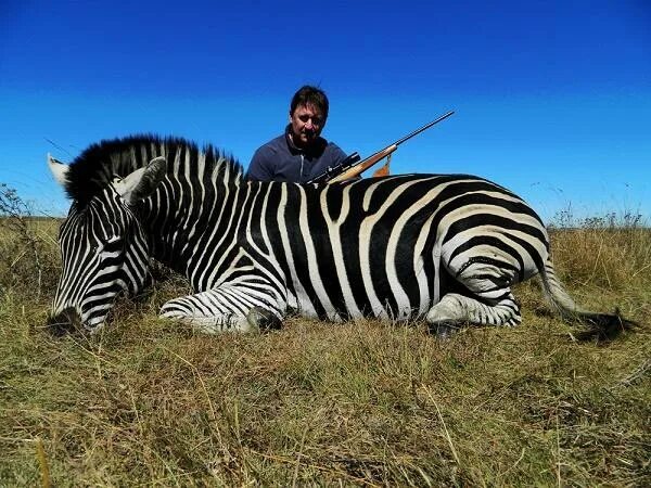 Зебра якутия. Животные зоопарка роев ручей красноярск. Бурчеллова зебра. Equus quagga burchellii. Зебра якутия.