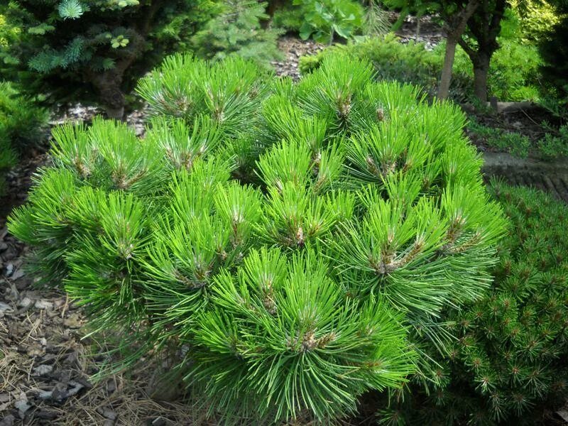 Сосна нигра описание. Pinus nigra Smaragd. Сосна Pinus nigra. Helga. Сосна черная Смарагд. Сосна Горная Смарагд.