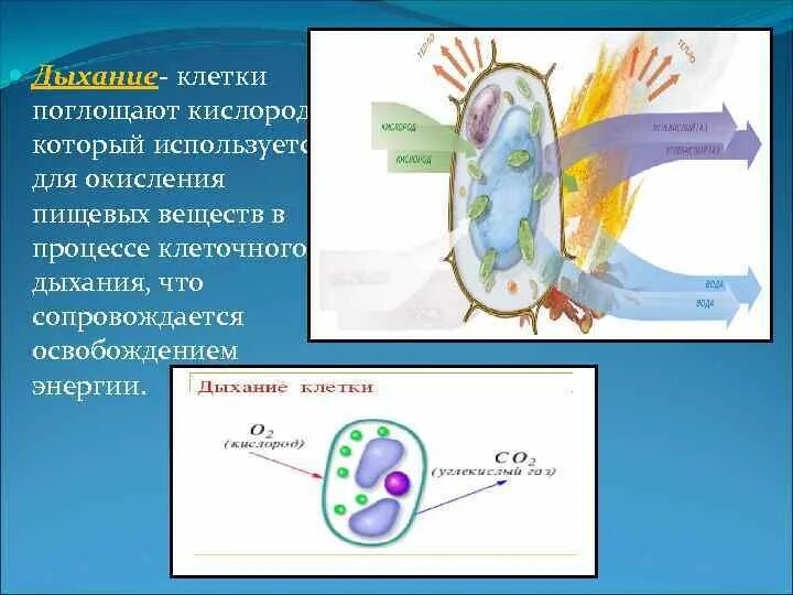 Изменения дыхания клеток. Дыхание клетки. Кислородное дыхание клетки. Клетка дыхание клетки. Дыхание клетки схема.