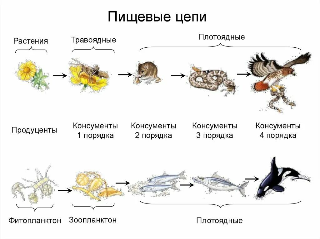 Несколько пищевых цепей. Схема цепей питания организмов. схемы пищевых цепей примеры. растительноядные консументы 1 порядка. консументами первого порядка питаются.