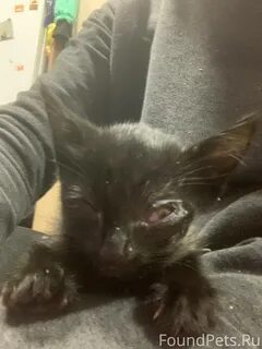 Сильные котята 2