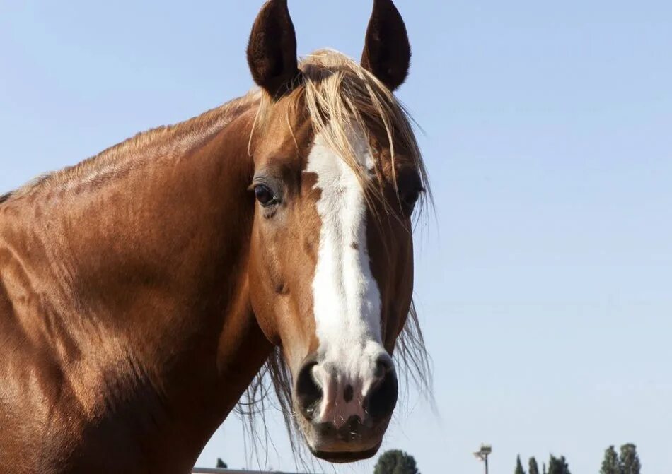 голова лошади в упряжке. к чему снится лошадь женщине коричневая добрая. арабский скакун морда спереди. фотосессия йога лошадей. снится коричневая лошадь.