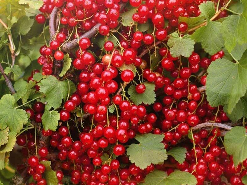 смородина красная константиновская. смородина красная сорт натали. сорт смородины мармеладница. смородина красная мармеладница. смородина красная валентиновка.