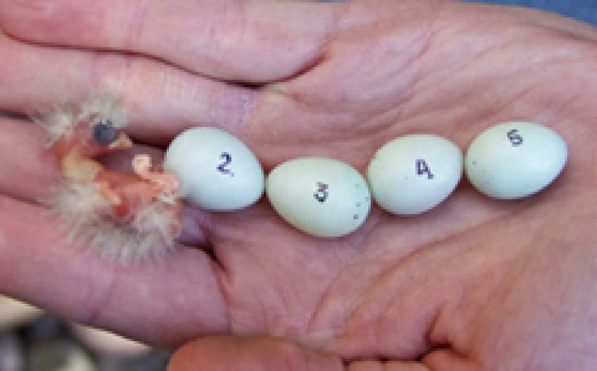Родила яйцо. Яйца ласточки. Размер яйца ласточки. Ласточки вылупляются. Яйца стрижа.