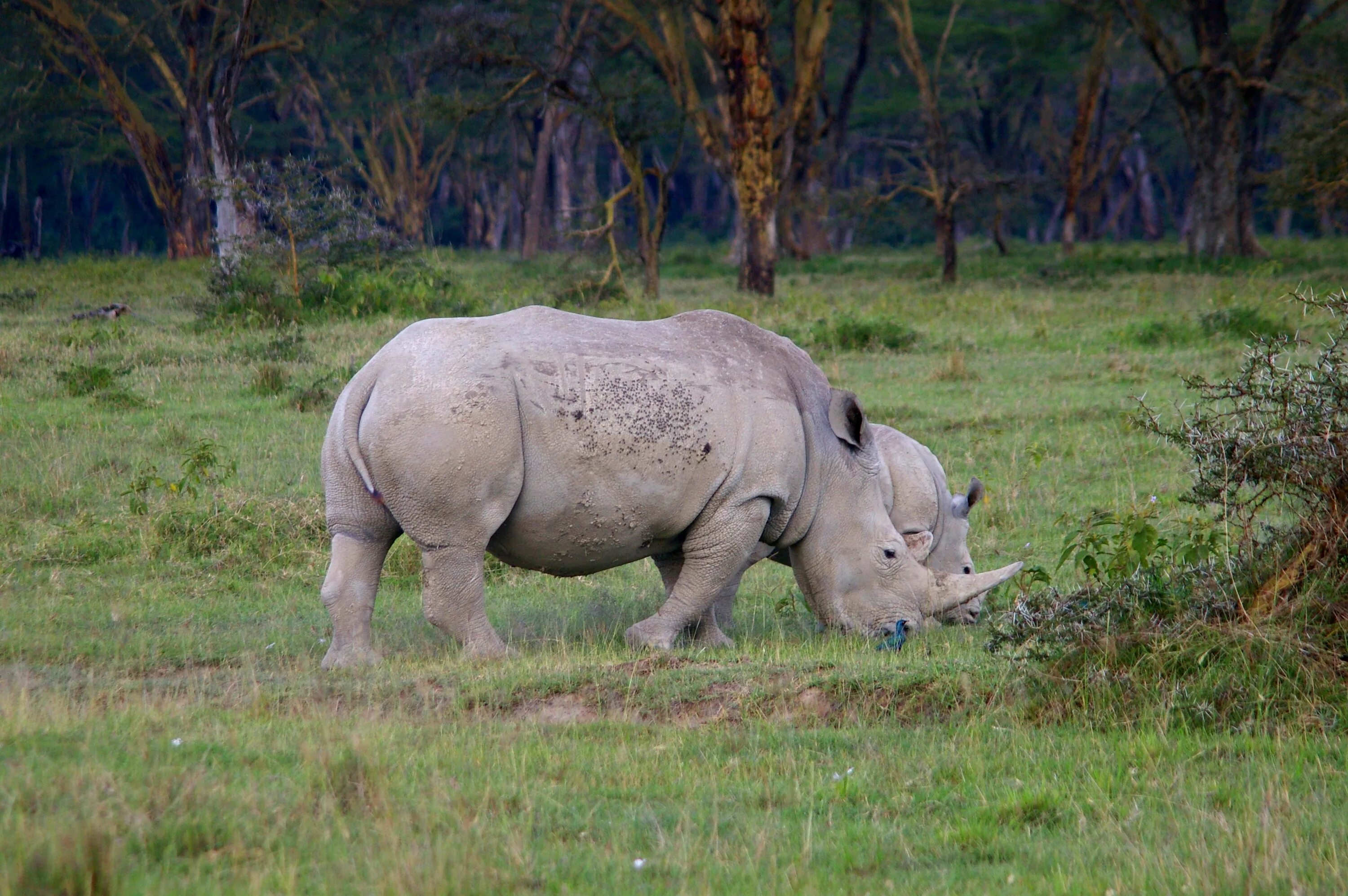Носороги живут в лесу. Носорог в саванне. Животные Африки саванны Африки носорог. Белый носорог в саванне. Плиоцен носороги.
