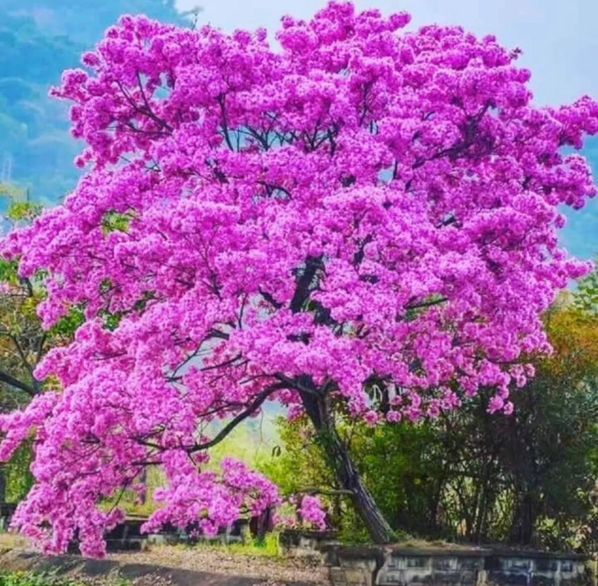 Табебуйя дерево. Табебуйя бонсай. Табебуйя розовая (Tabebuia rosea). Табебуйя сиреневая. Дерево цветет розовым название