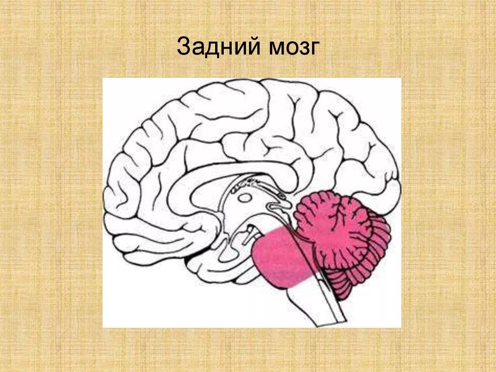 Строение заднего головного мозга. Задний мозг строение. Задний мозг рисунок. Головной мозг задний мозг. Задний головной мозг включает