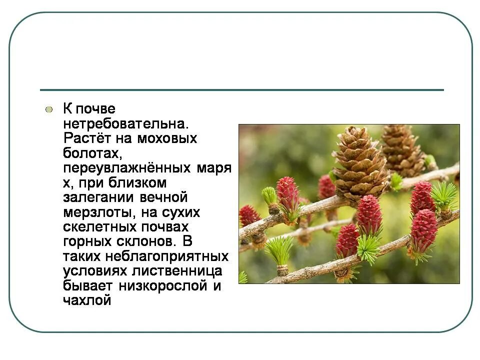Тип питания лиственницы курильской