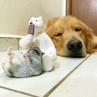 Кот собака и хомяк