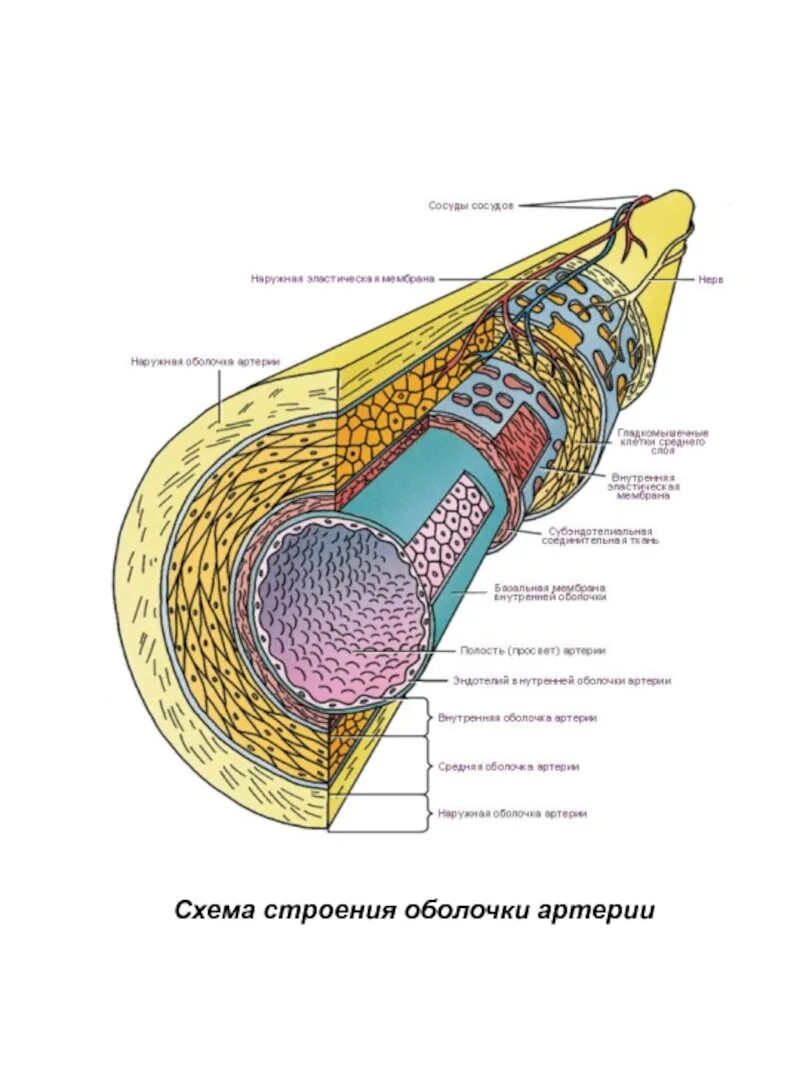 Строения оболочки