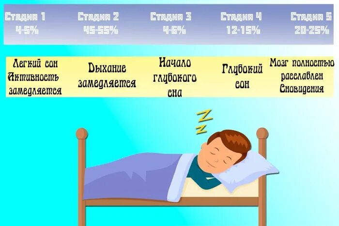 Согласно версии назначение быстрого сна найдите грамматическую. Фазы здорового сна. Фазы и циклы сна. Этапы сна. Ночные циклы сна.