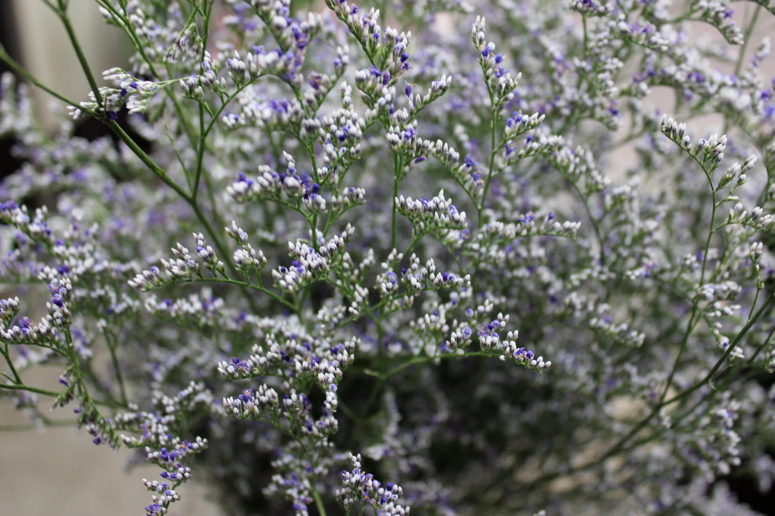 Кермек татарский (Limonium tataricum). Кермек лимониум. Кермек Каролинский. Кермек лимониум белый. Купить кермек татарский