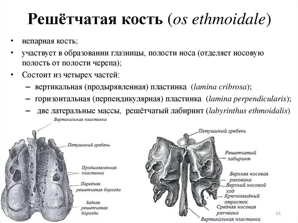 Решетчатая кость функции. Решетчатая кость анатомия строение. решетчатая кость глазничная пластинка. решётчатая кость, os ethmoidale. воздухоносные кости решетчатая кость.