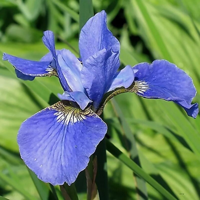Siberian Iris Blue Moon, Iris Sibirica Blue Moon, Siberian flag Blue Moon, blue 
