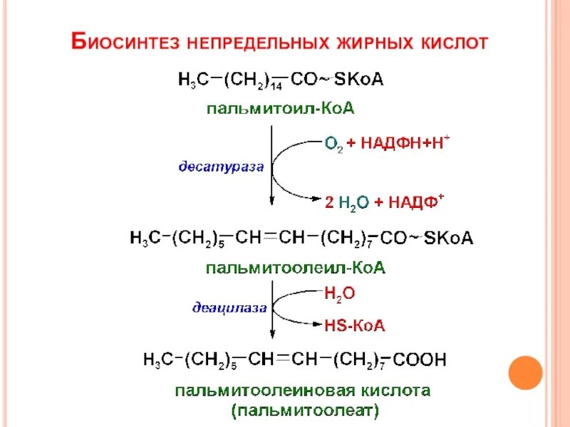 Синтез вжк. Биосинтез жирных кислот схема. Синтез ВЖК реакции. Синтез высших жирных кислот биохимия. Синтез насыщенные жирные кислоты.