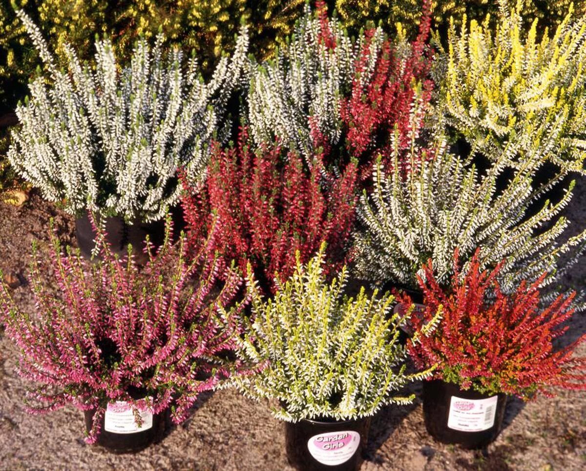 Вереск обыкновенный Яна (Calluna vulgaris Jana) купить саженцы в Москве по низко