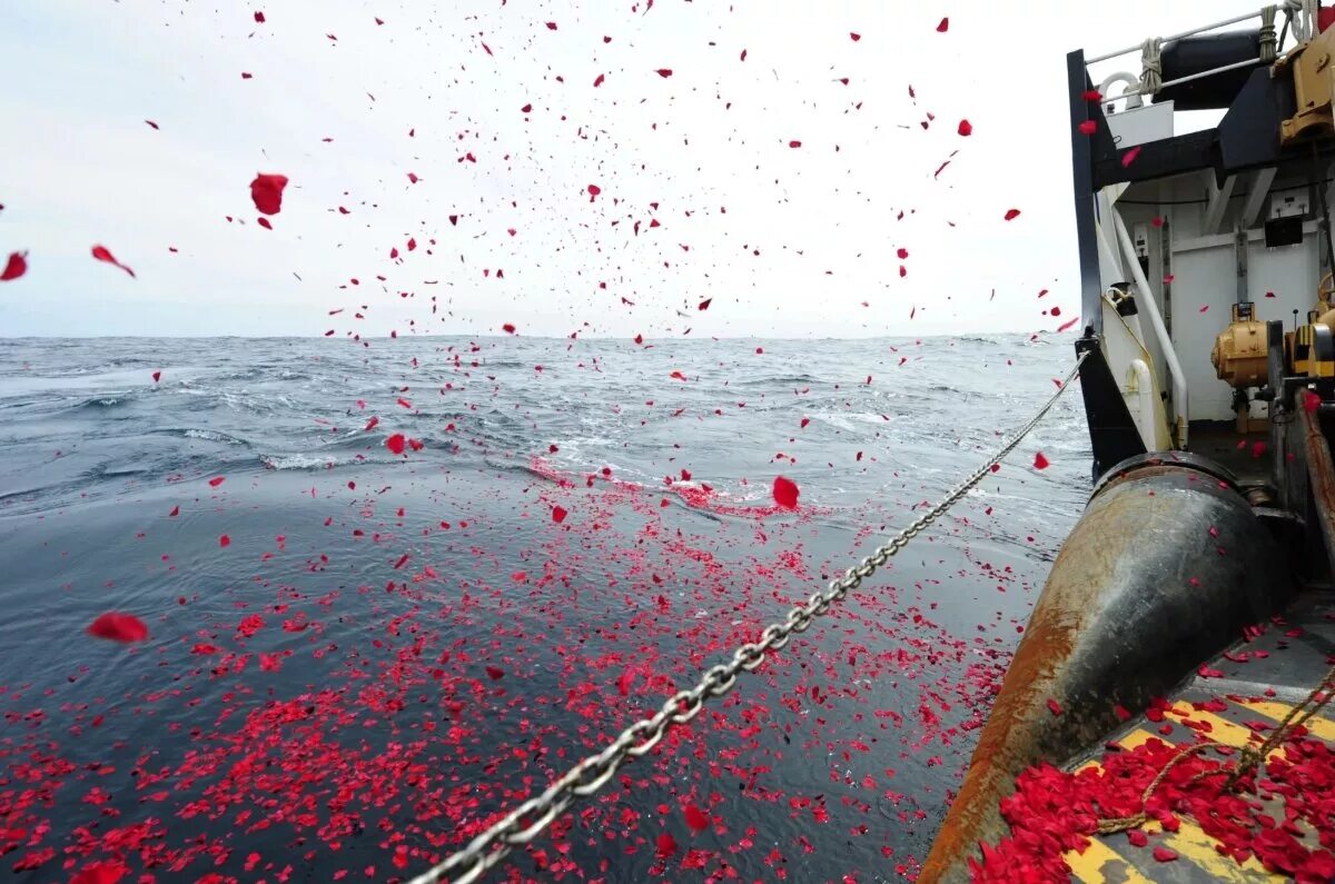 Лепестки роз в океане. Место где затонул Титаник лепестки роз. Смерти Атлантическом океане. Титаник память погибших.