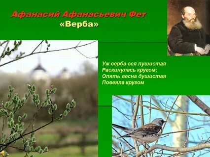 А фет уж верба вся пушистая