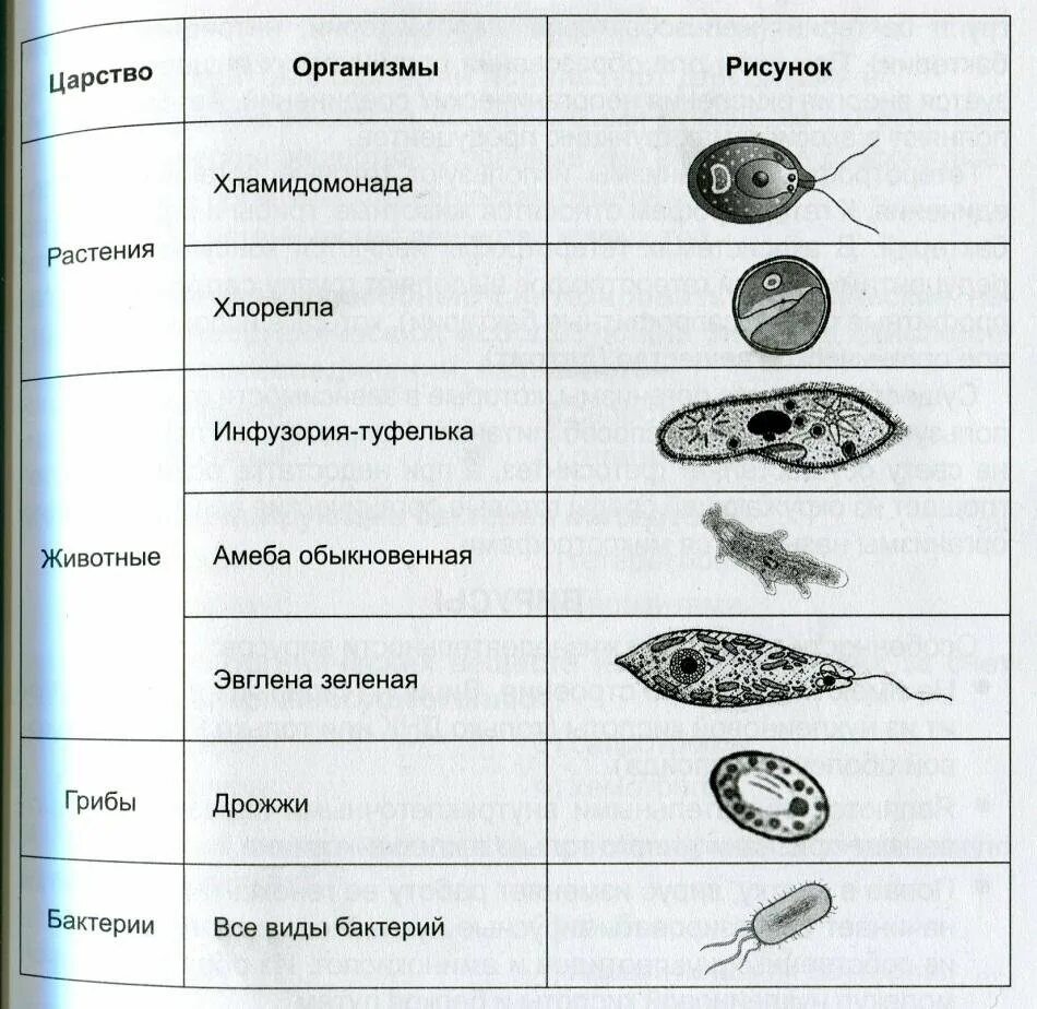 Одноклеточные организмы. Простейшие организмы примеры. Клетка одноклеточного организма. Простые одноклеточные организмы. Временная форма существования бактерий и многих одноклеточных