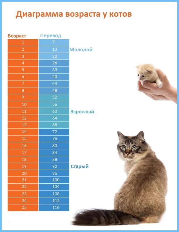 Сколько лет живут домашние кошки. Кошачий Возраст по человеческим меркам таблица. Коту 8 лет сколько по человеческим меркам таблица. Возраст котенка по человеческим меркам таблица. Таблица кошачьего возраста.
