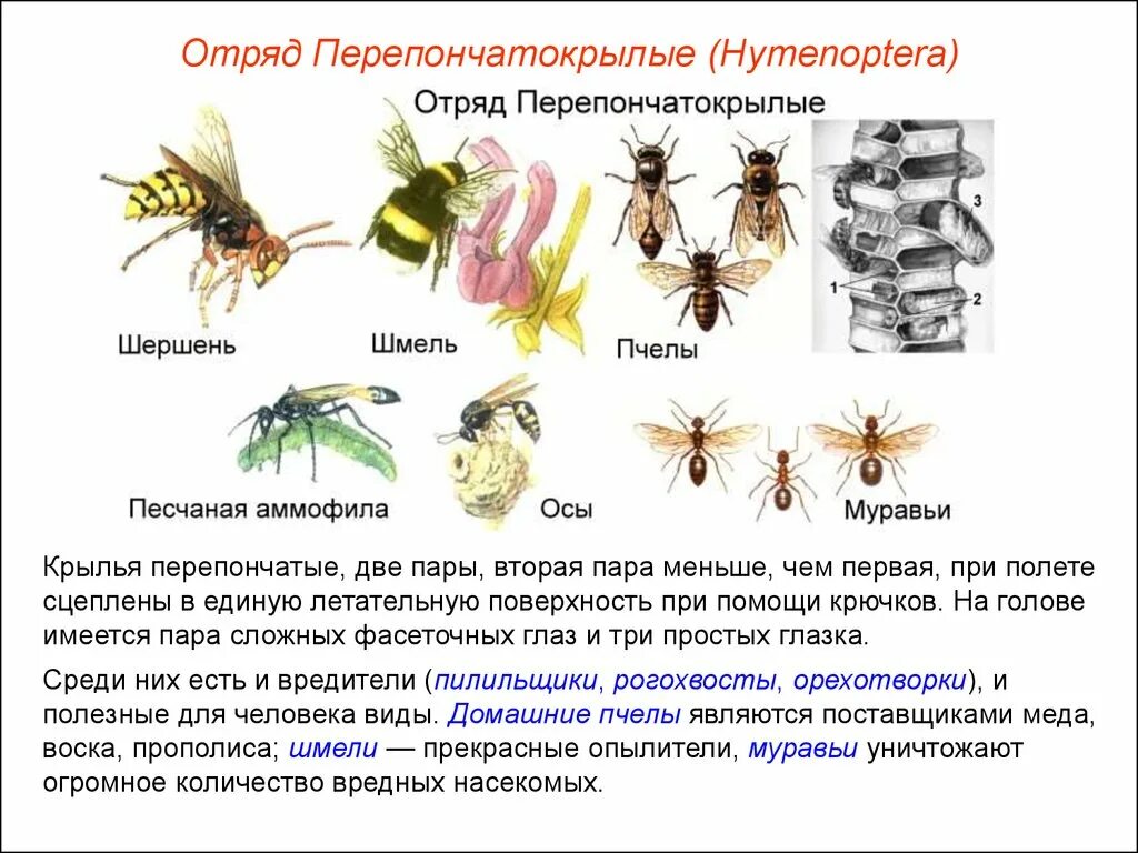 Представители отряда перепончатокрылых насекомых. Отряд Перепончатокрылые Крылья. Перепончатокрылые Тип крыльев. Общая характеристика перепончатокрылых.