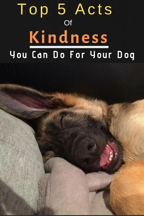 Pin on German Shepherd Puppies
