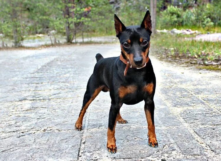 Маленький доберман порода цвергпинчер. Мини доберман цвергпинчер. Мини доберман цвергпинчер. Мини доберман-пинчер. Цвергпинчер мини доберман купированный.