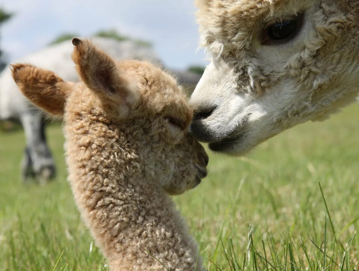 Детеныш ламы. Ягненок альпаки. Альпака уакайа. Лама альпака детеныш. Лама альпака белая.