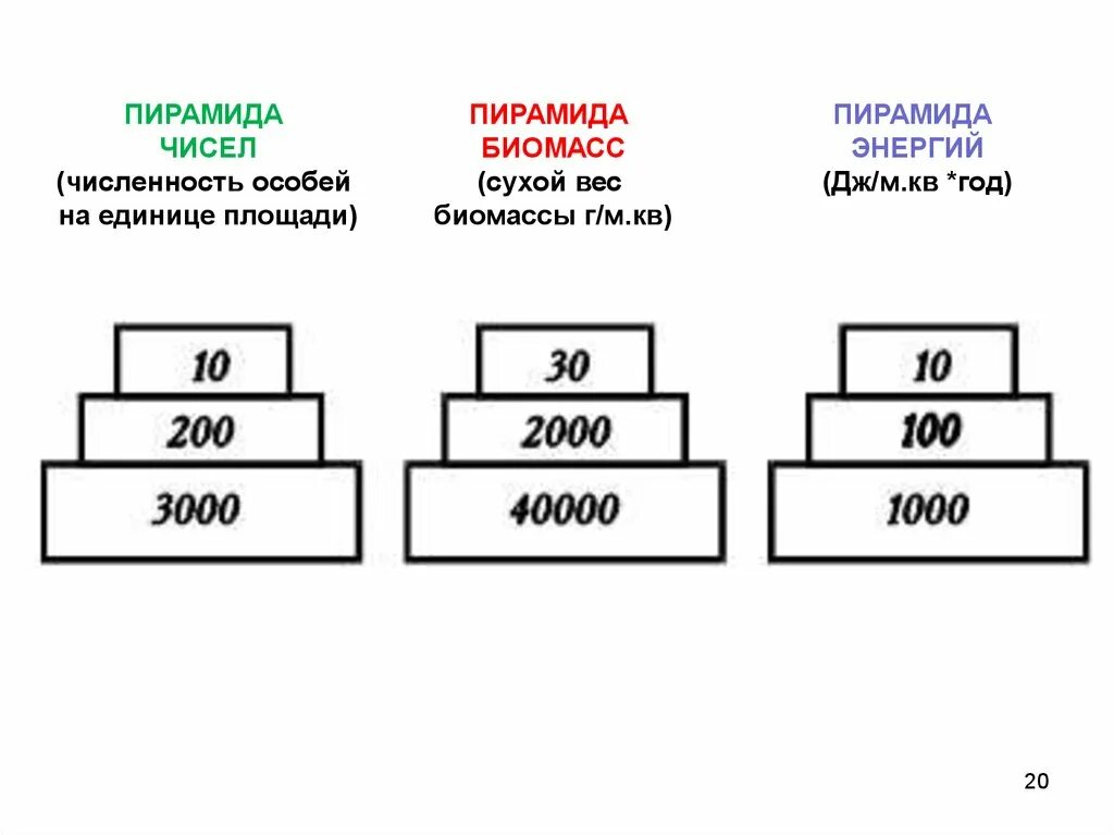 Экологическая пирамида численности. Экологическая пирамида биомассы пример. Экологическая пирамида энергии. Экологическая пирамида чисел пример.