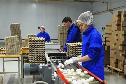 Якты кон птицефабрика арский