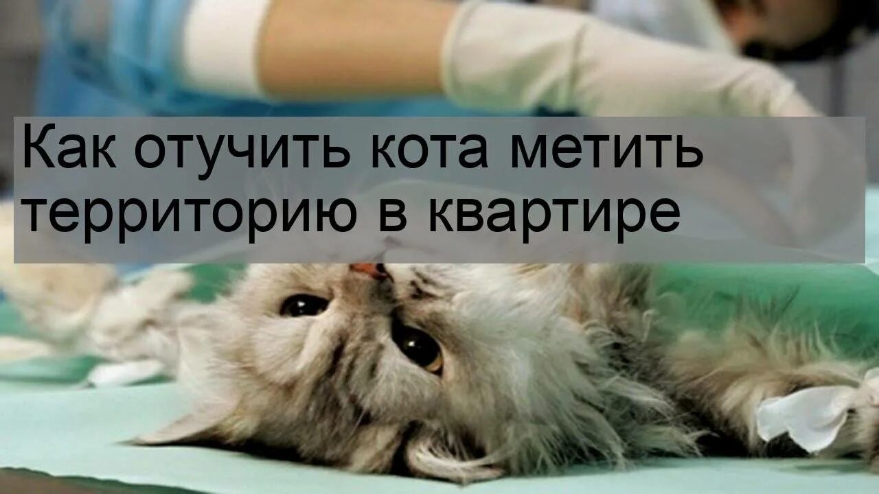 Как отучить кошку метить. Как отучить кота метить территорию. как отучить котов метить. как отучить кота метить в квартире. что сделать чтобы кот не метил в доме.