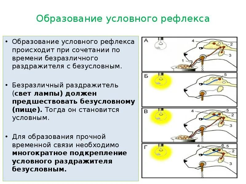 Угасание рефлексов. Механизм формирования условного рефлекса по Павлову собака. Стадии и механизмы образования условных рефлексов. Механизм образования условных рефлексов Павлов. Механизм формирования условного рефлекса по Павлову кратко.