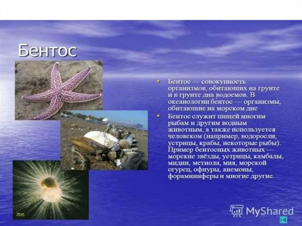 Разнообразие водных организмов. Нектон и бентос. Планктон и бентос. Нектон Нейстон бентос. Зоопланктон Нектон и бентос.